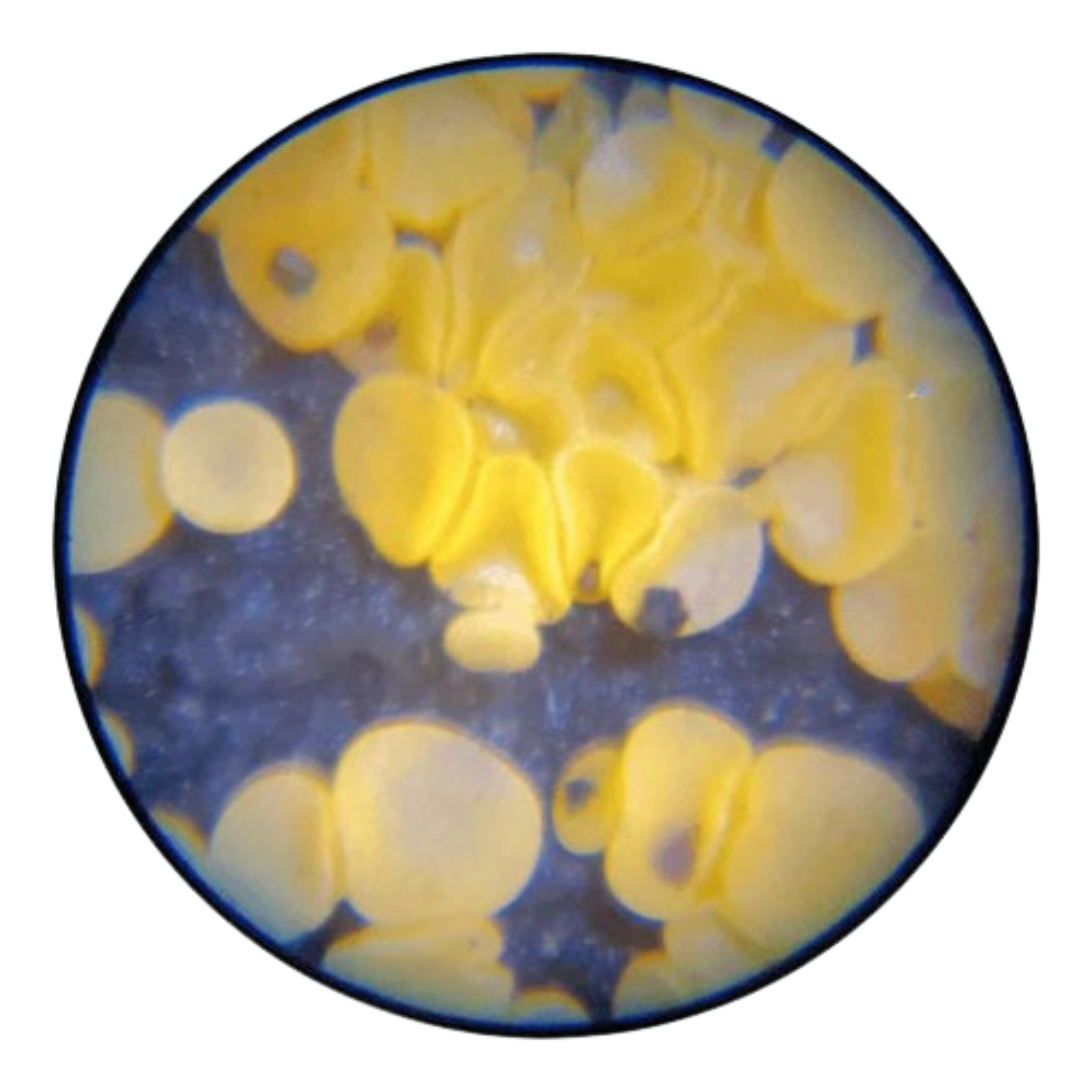 You may add microscope slides