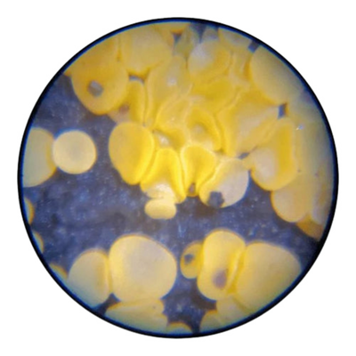Microscope sample view 2