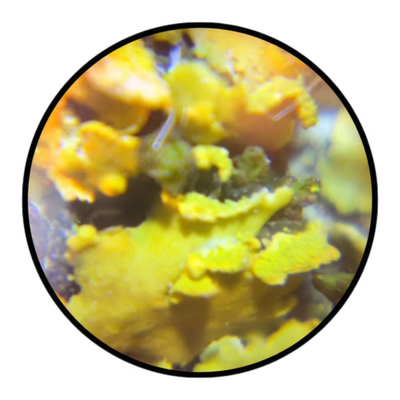 Microscope sample view 4
