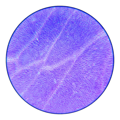Microscope sample view 5